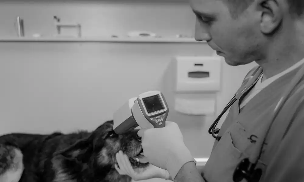 Pet vet